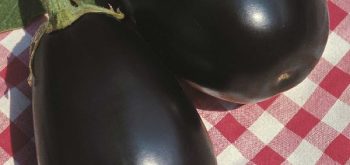 coltivare le Melanzane - Melanzana Black Beauty