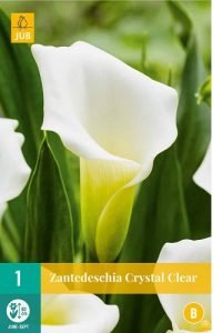 Calla Zantedeschia Crystal Clear