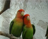 alimentare gli inseparabili