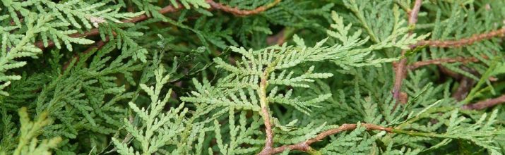 coltivare la Thuja