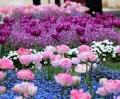 piante che fioriscono in primavera