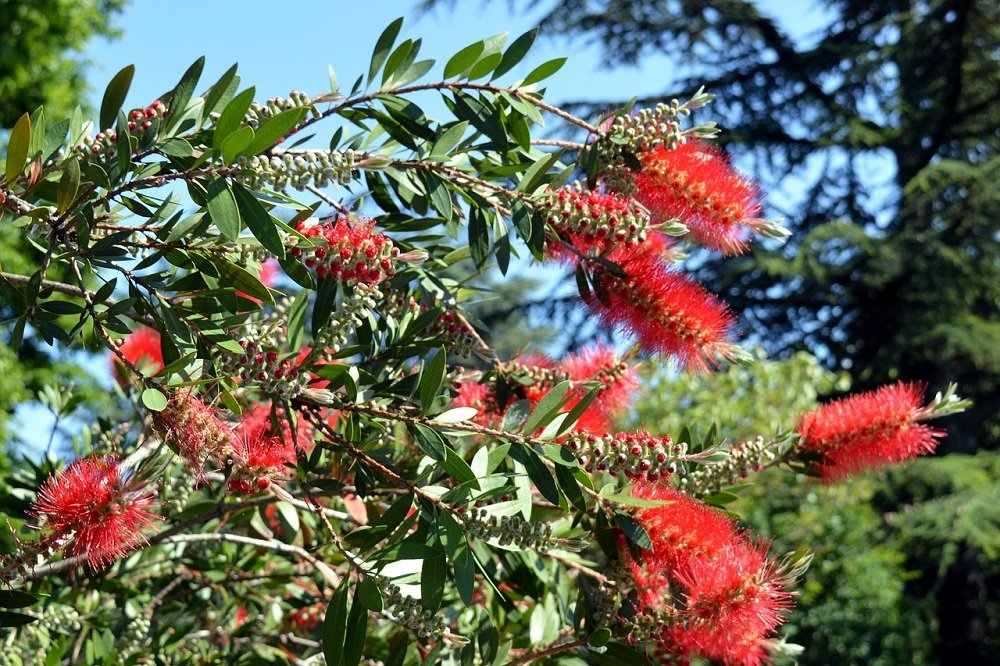 coltivare il Callistemon