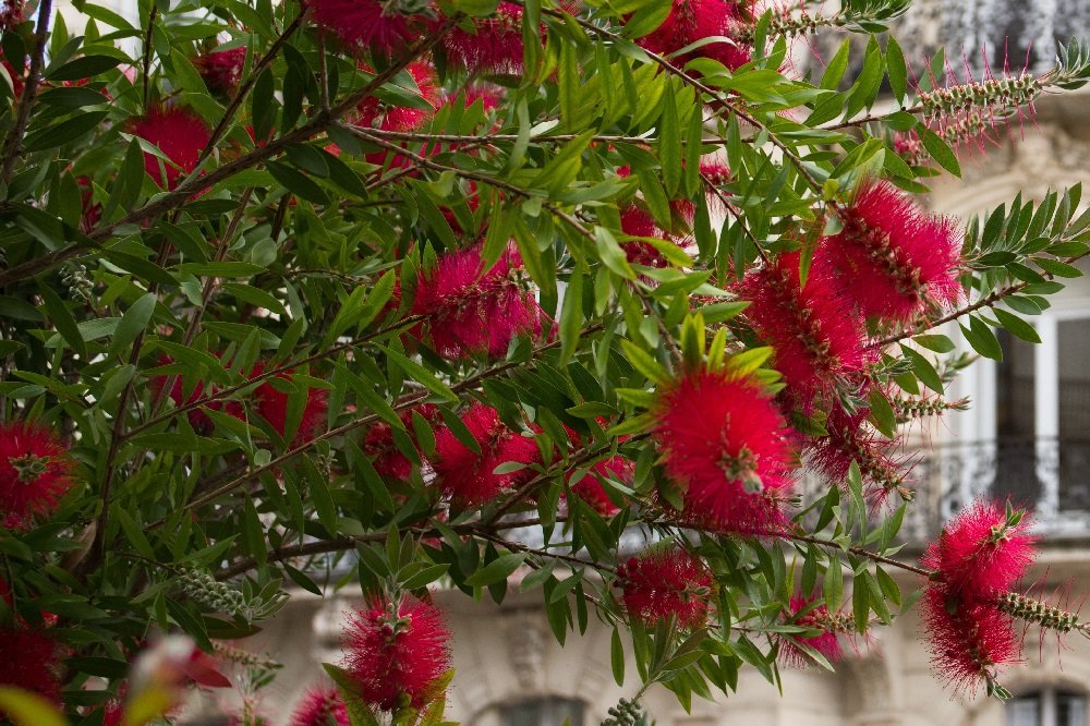 coltivare il Callistemon