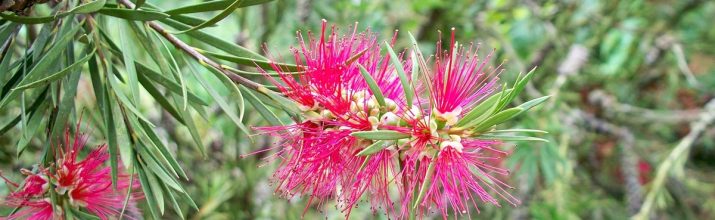 coltivare il Callistemon