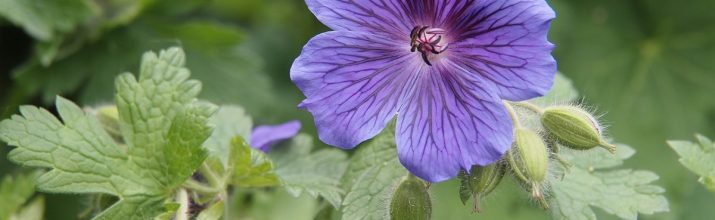 coltivare il Geranium Rozanne